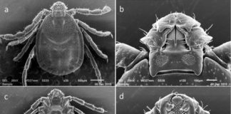 Research: Asian longhorned ticks threaten livestock, but scientists need help telling them apart from two near-identical species —