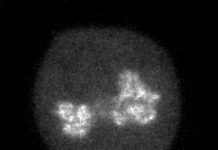 Research: How transcription factors explore the genome —