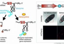 Research: Genetic switch for C. elegans —