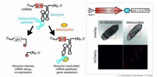 Research: Genetic switch for C. elegans —