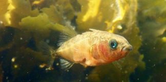 Research: A small fish provides insight into the genetic basis of evolution —