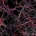 Study: Mouse model offers new way to test potential therapeutic interventions — (Details)