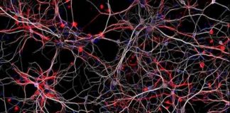 Study: Mouse model offers new way to test potential therapeutic interventions — (Details)