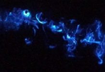 Research: Crustacean’s dazzling light displays —