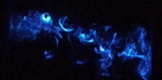 Research: Crustacean’s dazzling light displays —