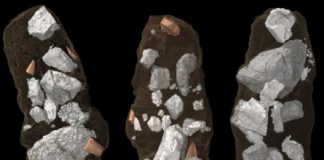Research: The 210-million-year-old Smok was crushing bones like a hyena —