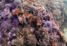 Research: Some of ocean’s biggest stars affected by disease and climate change —