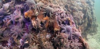 Research: Some of ocean’s biggest stars affected by disease and climate change —