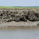 Study: Cooking chemistry minus heat equals new non-toxic adhesive — (Details)