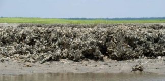 Study: Cooking chemistry minus heat equals new non-toxic adhesive — (Details)