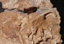 Research: ‘Antarctic king’ shows how life at the South Pole bounced back after mass extinction —