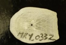 Research: Riddle of a unique fish solved —