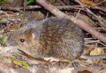 Research: What causes rats without a Y chromosome to become male? —