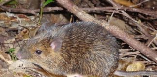 Research: What causes rats without a Y chromosome to become male? —