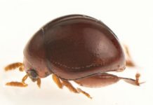 Offbeat: Citizen scientists discover pinhead-sized beetle in Borneo —