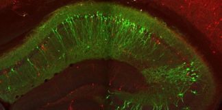 Study: Pinpointing the cells that control the brain’s memory flow — (Details)