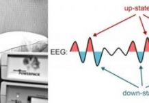 Offbeat: Learning new vocabulary during deep sleep —