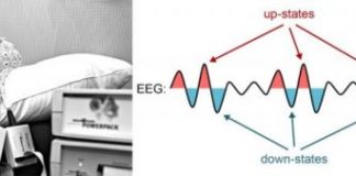 Offbeat: Learning new vocabulary during deep sleep —