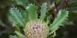 Research: Australian plants facing extinction —