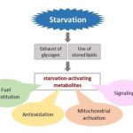 Study: Fasting ramps up human metabolism, study shows — (Details)
