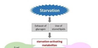 Study: Fasting ramps up human metabolism, study shows — (Details)