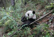 Research: Ancient pandas weren’t exclusive bamboo eaters, bone evidence suggests —