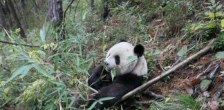 Research: Ancient pandas weren’t exclusive bamboo eaters, bone evidence suggests —