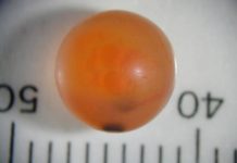 Research: Salmon populations may adapt their eggs to survive in degraded rivers —