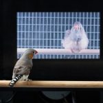 Study: Psychologists solve mystery of songbird learning — (Details)