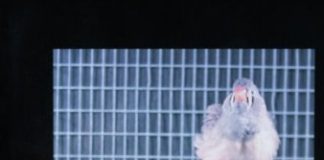 Study: Psychologists solve mystery of songbird learning — (Details)