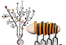 Research: Researchers explore the precision of embryonic development —