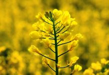 Research: How rapeseed could be used as a protein source for human nutrition —