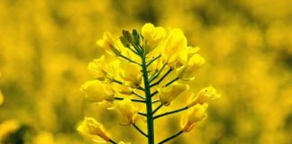 Research: How rapeseed could be used as a protein source for human nutrition —