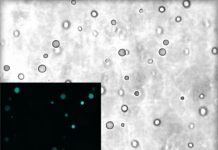 Research: Membraneless protocells could provide clues to formation of early life —