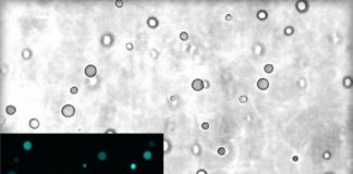 Research: Membraneless protocells could provide clues to formation of early life —