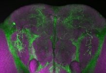 Research: Direct link between illness and the need for more sleep —