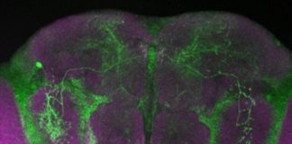 Research: Direct link between illness and the need for more sleep —