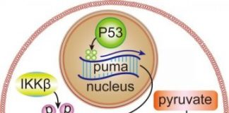 Study: Researchers find evidence that genome ‘guardian’ can stimulate cancer — (Details)