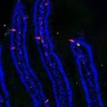 Study: Tweaking hormone-producing cells in the intestine — (Details)