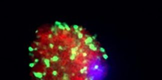 Study: Male birth control for the malaria parasite — (Details)