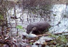 Research: Wildlife is abundant in Chernobyl, study reveals —