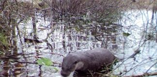 Research: Wildlife is abundant in Chernobyl, study reveals —