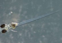 Research: Warmer water, chemical exposure influence gene expression across generations in a coastal fish —