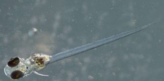 Research: Warmer water, chemical exposure influence gene expression across generations in a coastal fish —