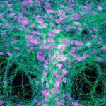 Study: Serotonin neurons prompt brain to make the right call — (Details)