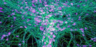 Study: Serotonin neurons prompt brain to make the right call — (Details)