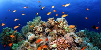 Research: Climate change could make corals go it alone —