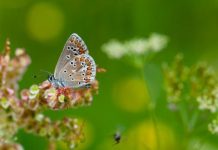 Research: Butterflies thrive in grasslands surrounded by forest —