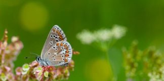 Research: Butterflies thrive in grasslands surrounded by forest —