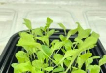 Research: Study fine-tunes pyrolysis technique to make soil fertile again —